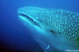 Image result for Rhincodon typus