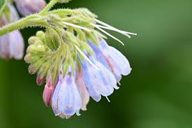 Attēlu rezultāti vaicājumam “Symphytum asperum flower”