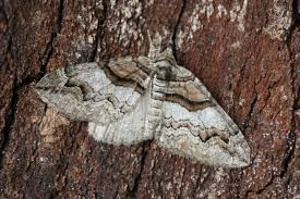 Attēlu rezultāti vaicājumam “Pareulype berberata”