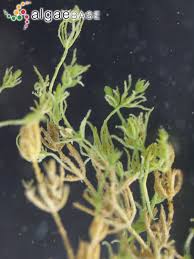 Attēlu rezultāti vaicājumam “Chara contraria”