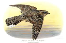 Attēlu rezultāti vaicājumam “Caprimulgus europaeus”