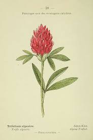 Attēlu rezultāti vaicājumam “Trifolium alpestre”