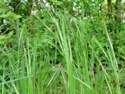 Attēlu rezultāti vaicājumam “Arrhenatherum elatius”