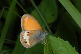 Attēlu rezultāti vaicājumam “Coenonympha arcania”