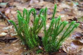 Attēlu rezultāti vaicājumam “Lycopodiaceae”