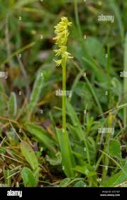 Attēlu rezultāti vaicājumam “Herminium monorchis flower”