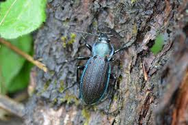 Attēlu rezultāti vaicājumam “Carabus arcensis”