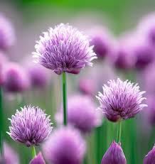 Attēlu rezultāti vaicājumam “Allium schoenoprasum flower”