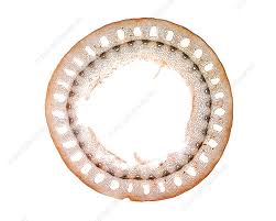 Attēlu rezultāti vaicājumam “Equisetum palustre”