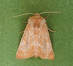 Attēlu rezultāti vaicājumam “Chortodes fluxa”