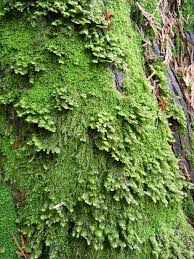 Attēlu rezultāti vaicājumam “Scapania lingulata”