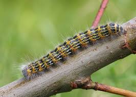 Attēlu rezultāti vaicājumam “Phalera bucephala larva”