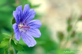 Image result for Geranium `Purple Haze`