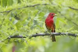 Image result for Piranga rubra