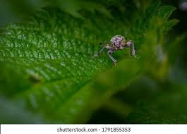 Attēlu rezultāti vaicājumam “Sitona sp.”