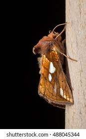 Attēlu rezultāti vaicājumam “Plusia festucae”