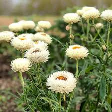 Image result for Strohblume