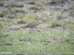 Attēlu rezultāti vaicājumam “Numenius arquata”