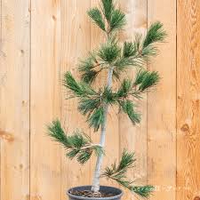 Attēlu rezultāti vaicājumam “Pinus peuce”