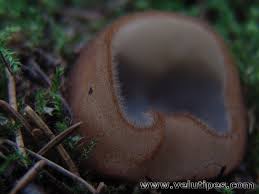 Attēlu rezultāti vaicājumam “Humaria hemisphaerica”