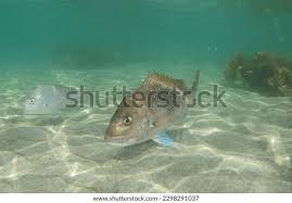 Image result for Pagrus auratus