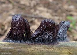Attēlu rezultāti vaicājumam “Stemonitis splendens macro”