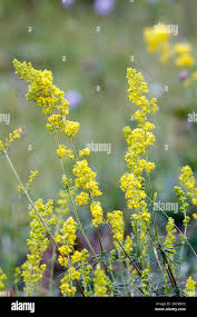 Attēlu rezultāti vaicājumam “Galium verum flower”