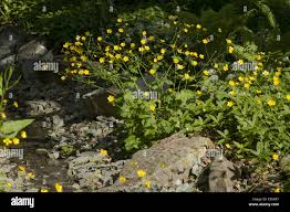 Attēlu rezultāti vaicājumam “Ranunculus lanuginosus bud”
