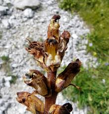Attēlu rezultāti vaicājumam “Orobanche reticulata”