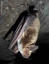 Attēlu rezultāti vaicājumam “Myotis dasycneme”