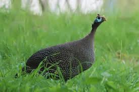 Attēlu rezultāti vaicājumam “Numida meleagris adult”