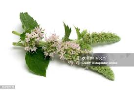 Attēlu rezultāti vaicājumam “Mentha longifolia flower”