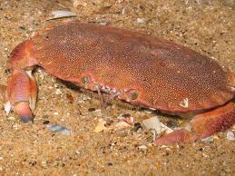 Image result for Cancer pagurus