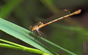 Attēlu rezultāti vaicājumam “Lestes virens”