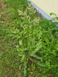 Image result for Sauerampfer