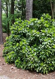 Attēlu rezultāti vaicājumam “Euura acutifoliae”