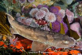 Image result for Haploblepharus pictus