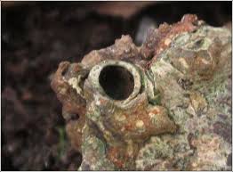 Attēlu rezultāti vaicājumam “Andricus quercuscorticis”