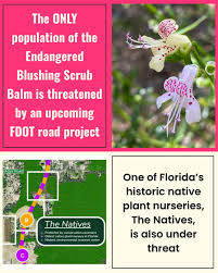 Attēlu rezultāti vaicājumam “Diderma floriforme macro”