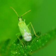 Attēlu rezultāti vaicājumam “Licea pygmaea macro”