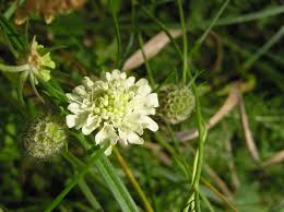 Attēlu rezultāti vaicājumam “Scabiosa ochroleuca”