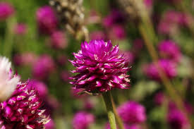 Image result for Kugelamarant