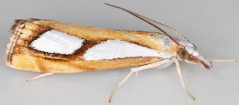 Attēlu rezultāti vaicājumam “Catoptria permutatellus”