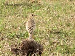 Image result for Anthus campestris