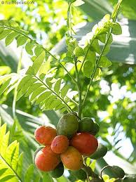 Attēlu rezultāti vaicājumam “Pulmonaria angustifolia fruit”