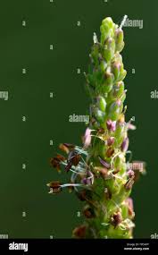 Attēlu rezultāti vaicājumam “Plantago media bud”