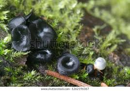 Attēlu rezultāti vaicājumam “Holwaya mucida”