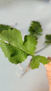 Attēlu rezultāti vaicājumam “Sinapis alba leaf”