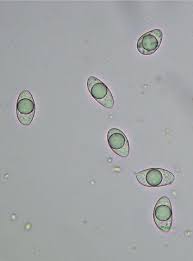 Attēlu rezultāti vaicājumam “Mniaecia jungermanniae”