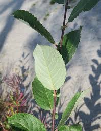 Attēlu rezultāti vaicājumam “Salix myrsinifolia”